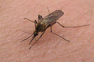 Защищаем ребенка от комаров. Какое средство выбрать?