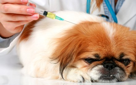Прививки для домашних животных: нужны или нет?