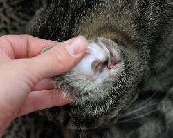 Как чистить уши домашним котятам