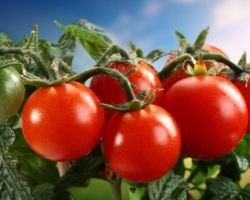  Выращивание помидор в теплице