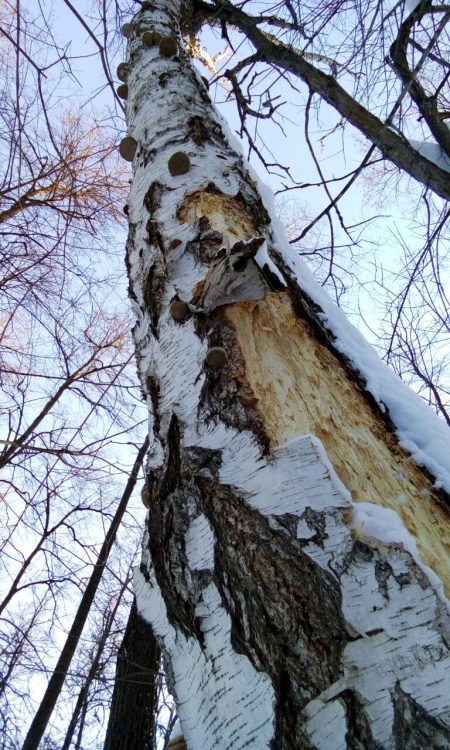 Прогулка по зимнему лесу