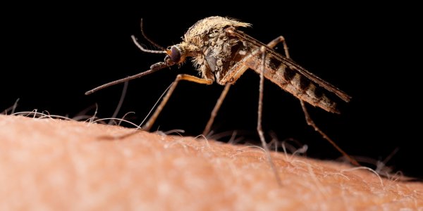 Ученые: Укус комара опаснее для человека, чем укус крокодила или акулы