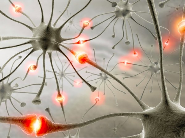 Учёные обнаружили нейронные механизмы, отвечающие за регенерацию нервных цепей в мозге