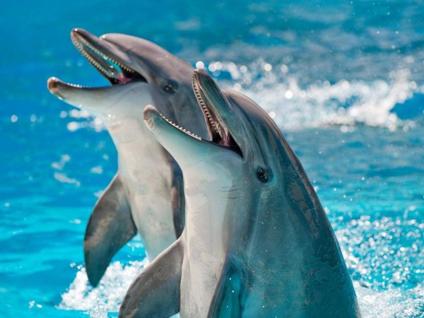Ученые впервые измерили уровень счастья у дельфинов