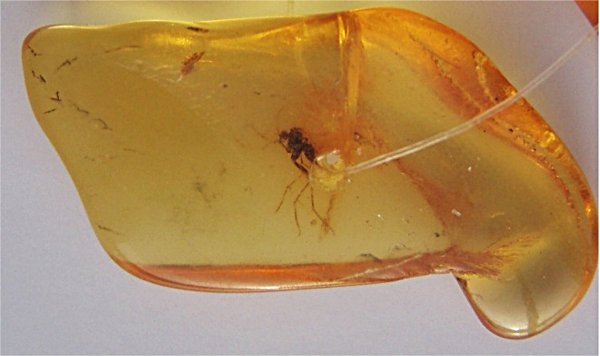 Ученые обнаружили в куске янтаря доисторического клеща в паутине