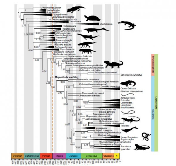 Ученые: Предки ящерицы появились на 70 миллионов лет раньше