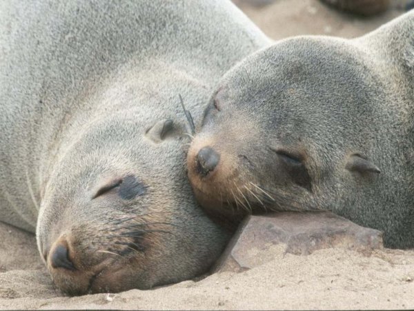 Ученые: Спящие в воде морские котики не видят сны