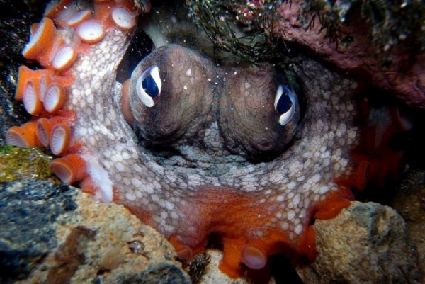 Специалисты изучают «мрачных» осьминогов в Тасмановом море