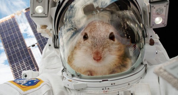 Мыши отправились в космос, чтобы помочь человечеству быстрее полететь на Марс