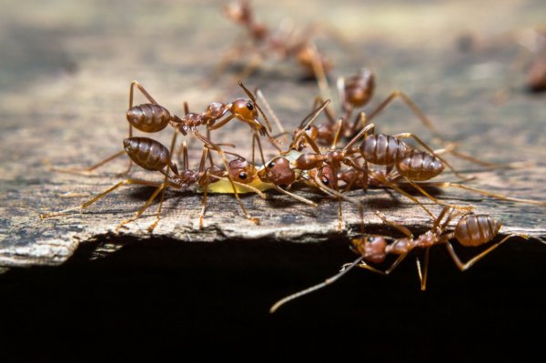 Ученые объяснили разделение на касты у муравьев