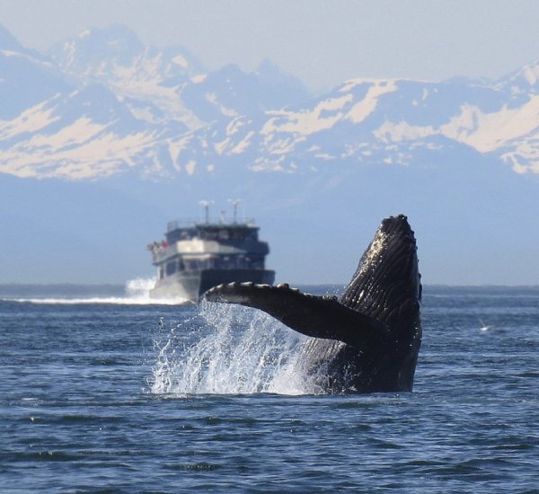 Ученые: Горбатые киты больше не поют рядом с морскими кораблями