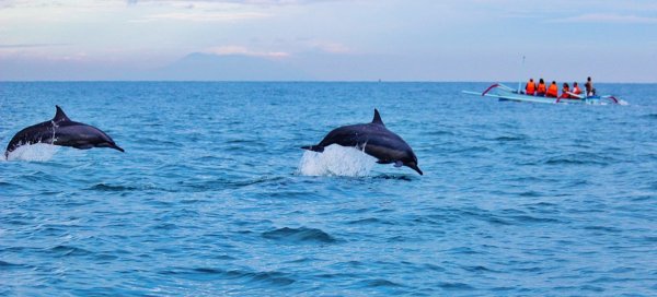 Ученые: Люди разрушают половую жизнь дельфинов