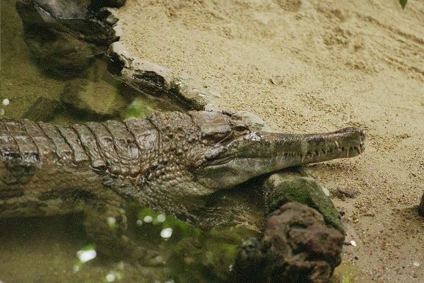 Два в одном: Учёные неожиданно выявили в Африке новый вид крокодилов