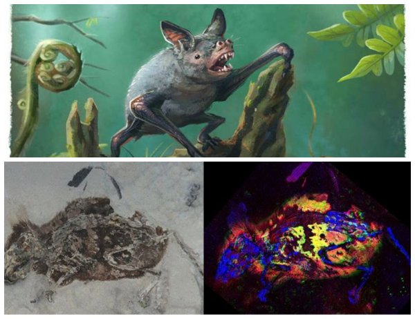 Коричневый мех и белый животик: Учёные выяснили, как выглядели мыши 3 млн лет назад