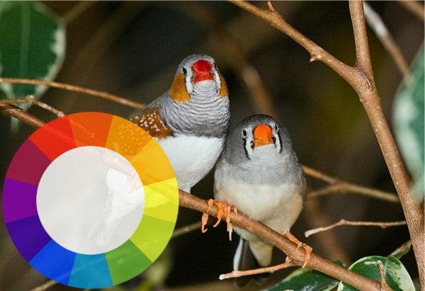 Птицы способны распознавать цвета и пользоваться этим в практических целях