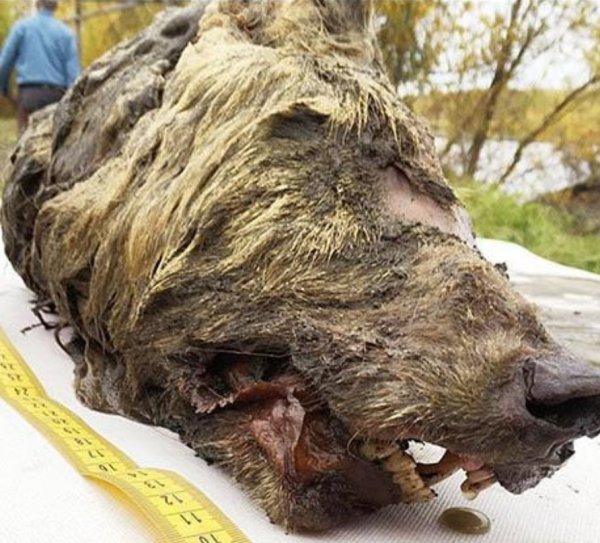 Нибиру проводит опыты над животными! В Сибири застрелили безглазого медведя-мутанта