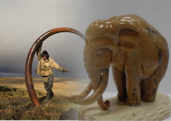 В Якутии найден скелет мамонта с уникальной отметкой на бивнях