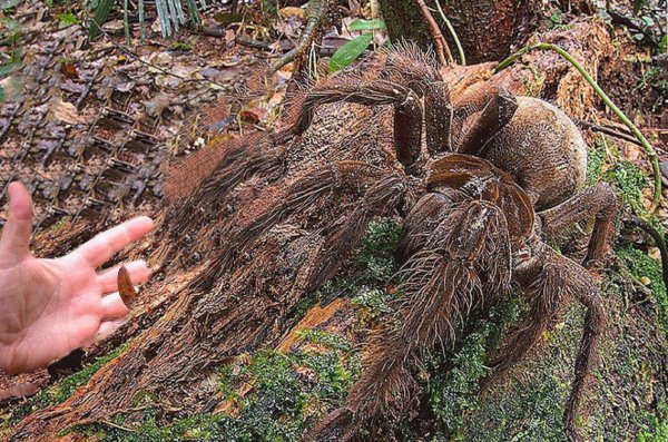 В Крыму паук-людоед напал на туристов: Жуткие 1,5-метровые твари плодятся под скалами