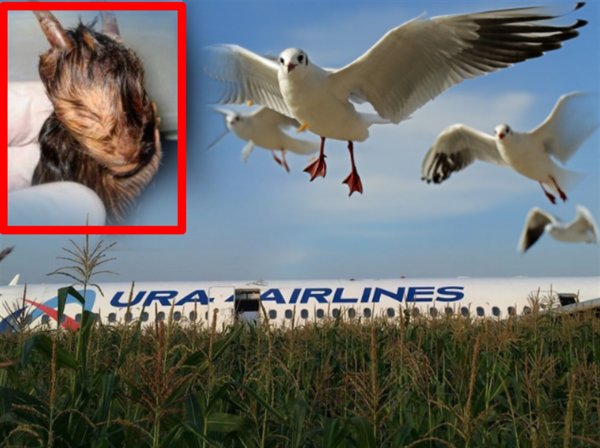 Птицы Апокалипсиса: Рейс U6178 «Жуковский-Симферополь» атаковали мутанты с Нибиру