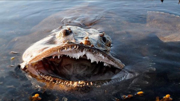 Парад жутких тварей: В Ялте рыбоглот с Юпитера загнал крокодила на Первый звонок