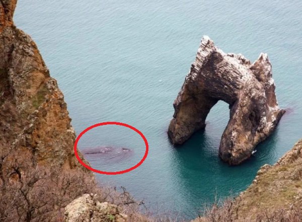 «Здесь мочи нет»: Учёные доказали существование Лох-Несского чудовища в Чёрном море