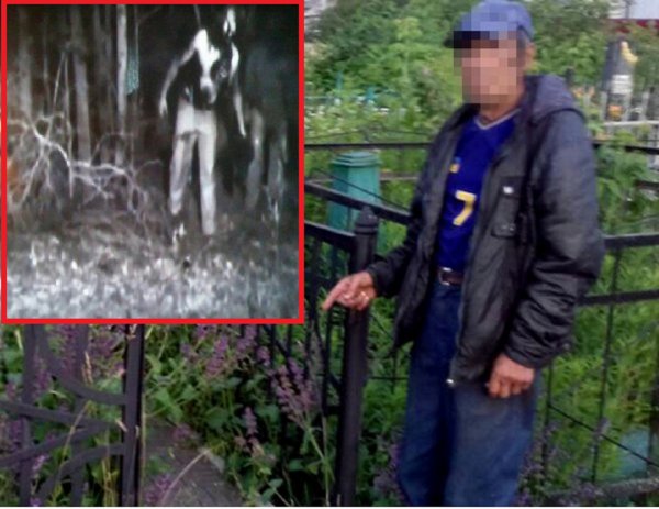 Армия зомби-зверей терроризирует россиян: В Сибири нашествие пьяных енотов