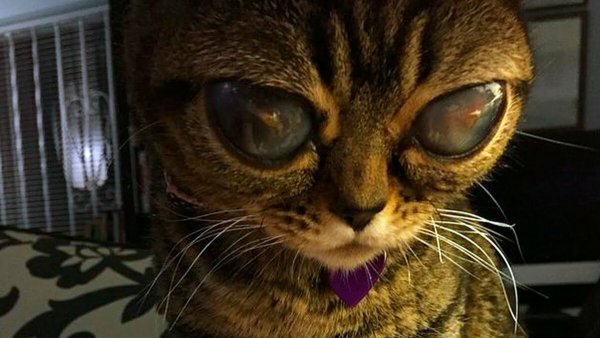Нибиру отравила кошек: Жертвами милых любимцев стали три женщины