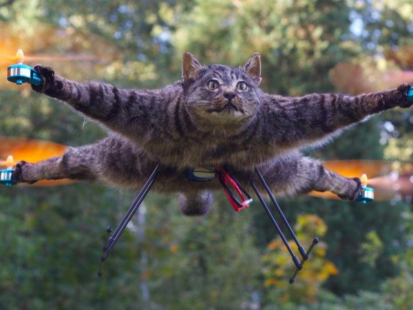 Отодрал шкуру! В Москве «застукали» пришельца свежевавшего дворовых кошек
