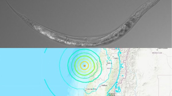 Бессмертные и смертельно ядовитые: Землетрясение в Чили вернуло к жизни червей-мутантов