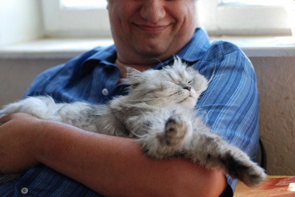 Кошка в доме – к добру: Питомец поможет обзавестись успехом