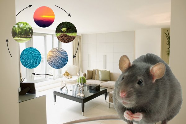«Генералка» для Крысы: Как провести энергетическую уборку перед Новым годом