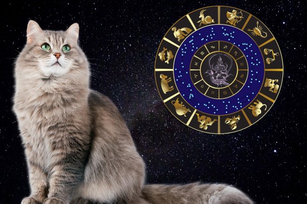 Гороскоп для кошек: Как звёзды влияют на домашних питомцев?