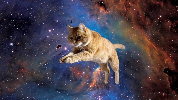 Счастливыми ножками бежим за кошками: Каким знакам зодиака нужен котик для счастья, рассказал астролог