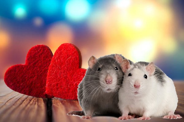 Любовь в Год Крысы: Восточный гороскоп отношений на 2020 год