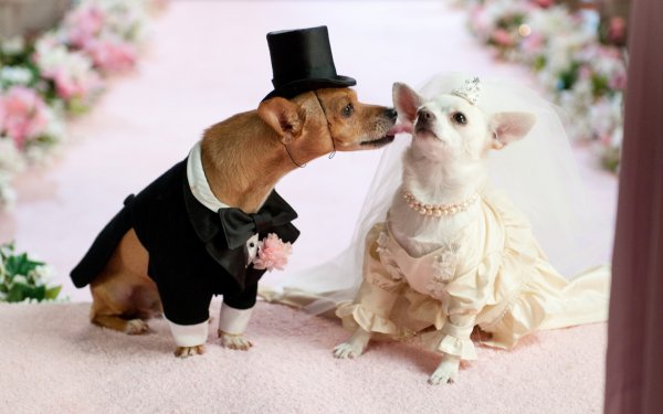 Собаки играют-свадьбу предвещают: Как по поведению пса узнать будущее?