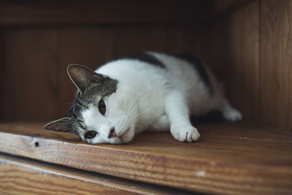 Ушки на макушке: Почему коты слышат потустороннее