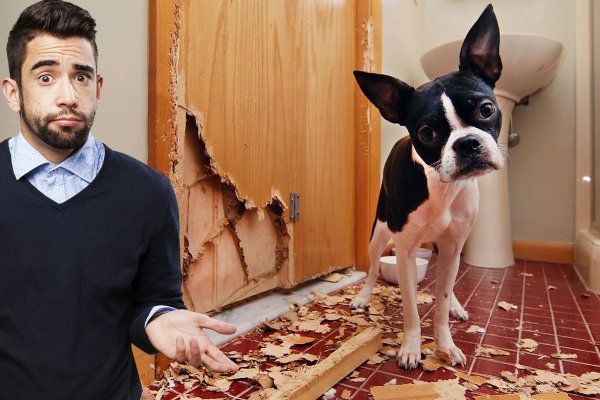 Хвостатое наказание: Почему собаки грызут вещи и мебель