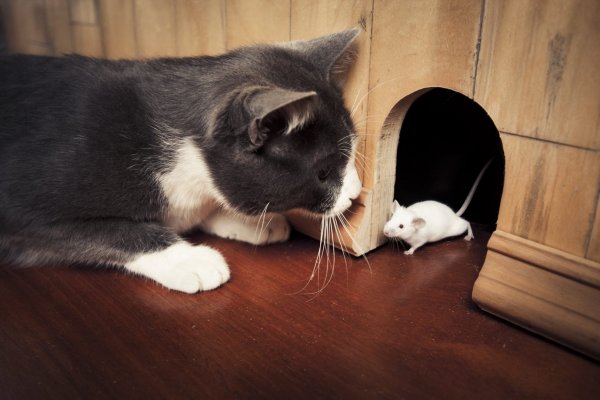 Кроме кошки есть и мышки: Какие животные приносят невидимую пользу