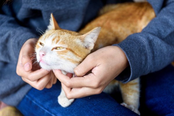Котёнок с улицы с хозяином милуется – Почему лучше приютить бездомного кота
