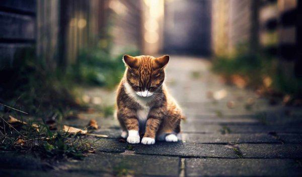 Котёнок с улицы с хозяином милуется – Почему лучше приютить бездомного кота