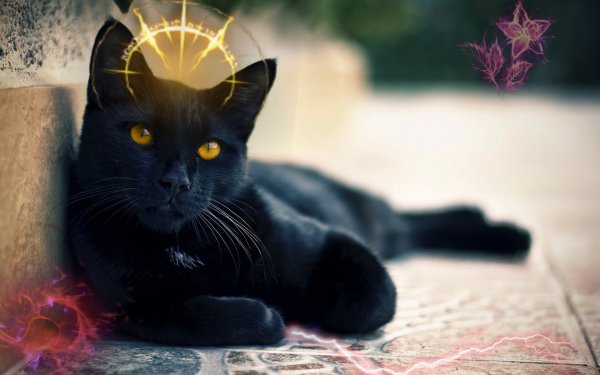 «Чёрная кошка дорогу перебежала»: Эзотерики рассказали какие чудеса принесёт животное