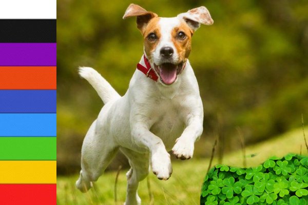 Собака белая — душа смелая: Как цвет живого меняет ауру в доме