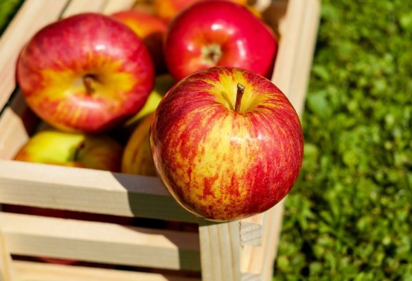 Любовь под защитой: Яблоки сохранят отношения в начале весны