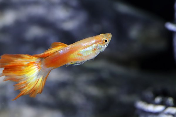 «Золотые» Рыбы: Три важнейших дня марта для этого Зодиака