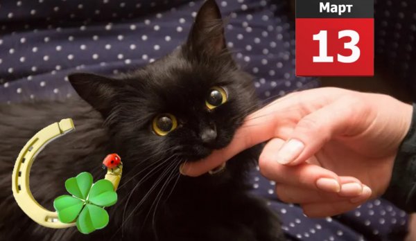 Чёрный кот — удача так и прёт: Как животное повлияет на пятницу 13