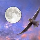 Словно птица в небесах: 13 апреля важно не «потеряться» в желаниях