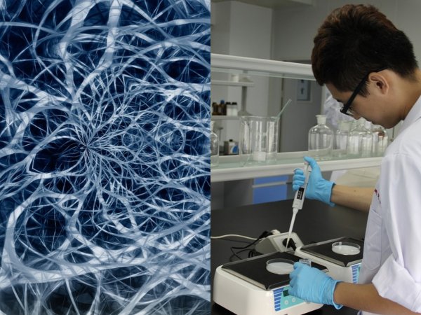 Учёные смогли восстановить нервные клетки после рассеянного склероза