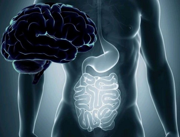 Ученые изучили связь мозга с желудком и кишечником