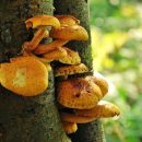 База данных о микоризе поможет ученым лучше понять симбиотические связи грибов и растений