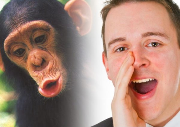 Британские учёные нашли сходство речи человека и приматов
